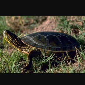 Meet your Posher, Randy